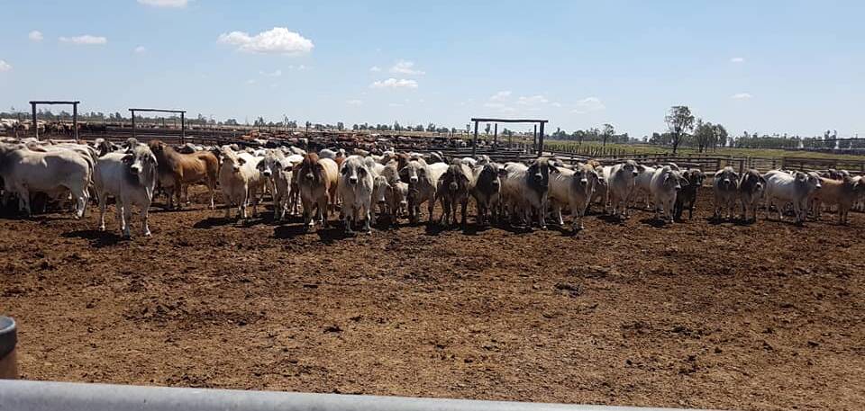 A photo of stock taken by protesters at the Lemontree Feedlot in Milmerran.