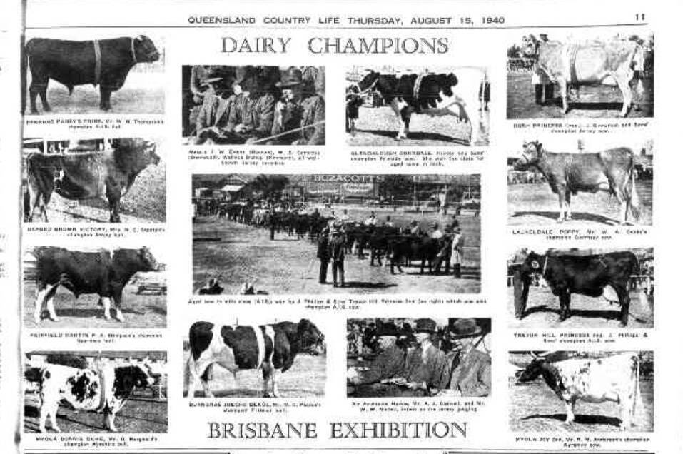 CHAMPION COWS: Dairy cattle judging has long been a staple at the Royal Queensland show with this story celebrating the 1940 Ekka winners.