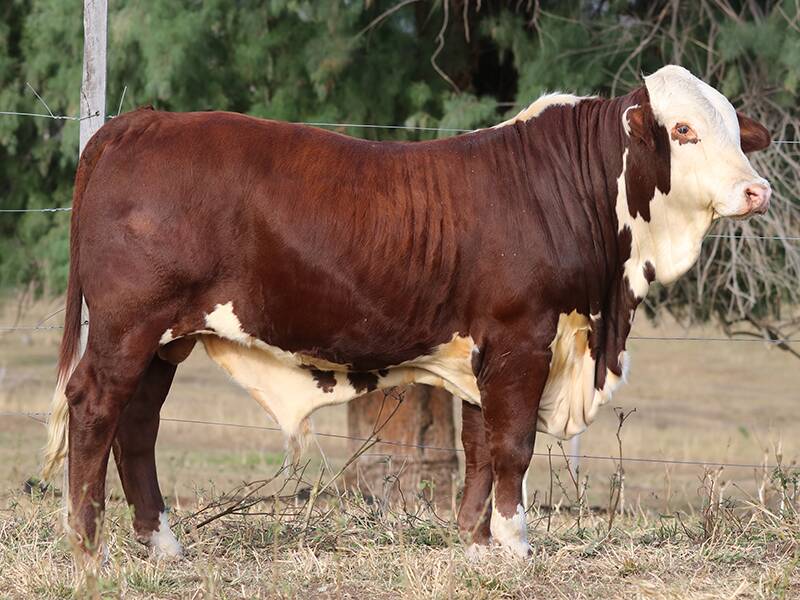 Uralla Trailer (P) was the top price bull, selling for $9000 to Warren Wilson, Redbank, Mitchell.
