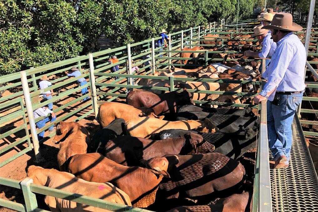 Cattle prices are reaching dizzying heights, but at some point when cattle numbers build prices will come down again.