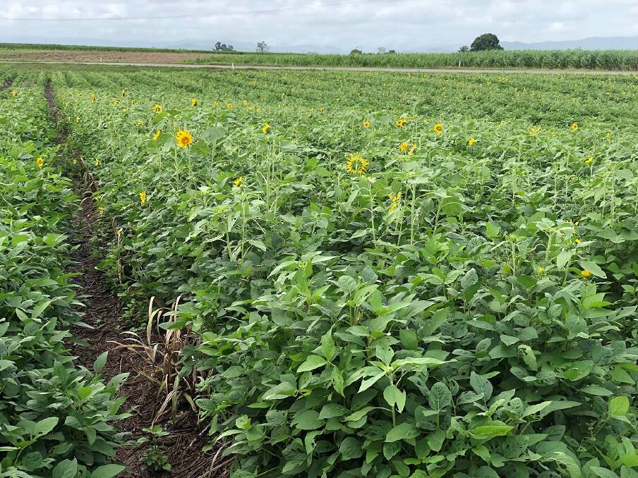 Soybeans and sunflowers are among the mixed species cover crops being planted.
