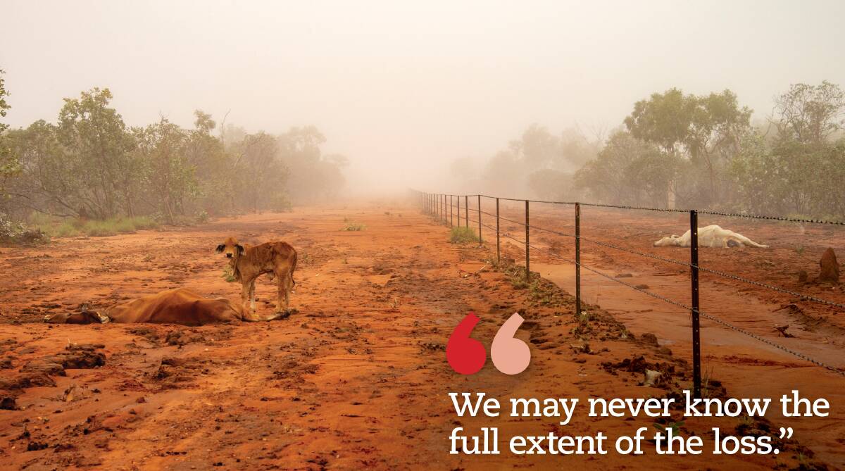 Devastation: Jacqueline Curley, Gipsy Plains, Cloncurry took this photo of an orphaned calf beside its mother.