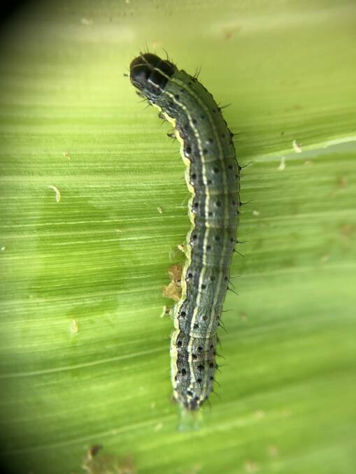 Fall armyworm has been detected in northern NSW.