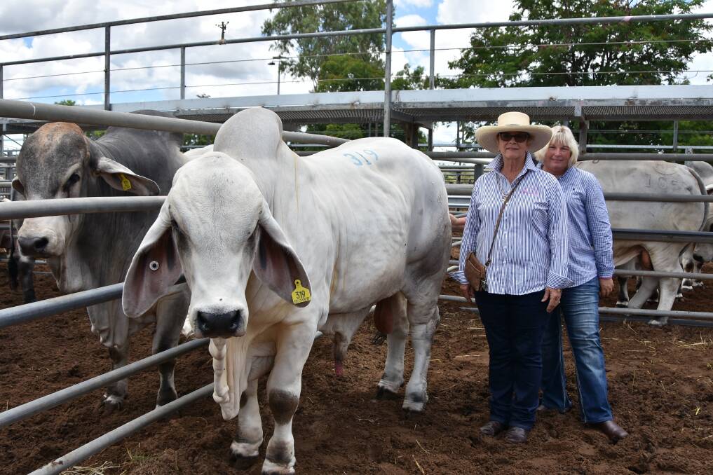 Katrina Lynch, Gracemere Brahmans, with the $130,000 Gracemere Play Boy 14 (AI) (P) and buyer Margaret Maloney, Kenilworth Brahmans.