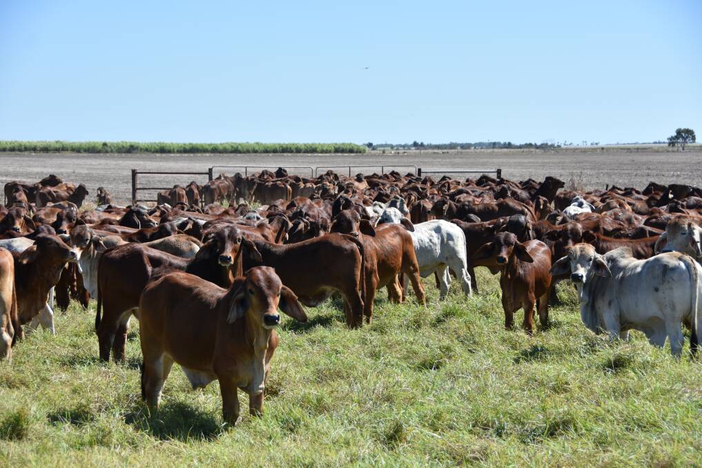 Graziers on the Burdekin will be visited by reef regulations compliance officers later this year.