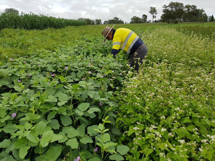 In summer, the best cover crop options for Kingaroy were white French millet, Japanese millet, forage sorghum and buckwheat.