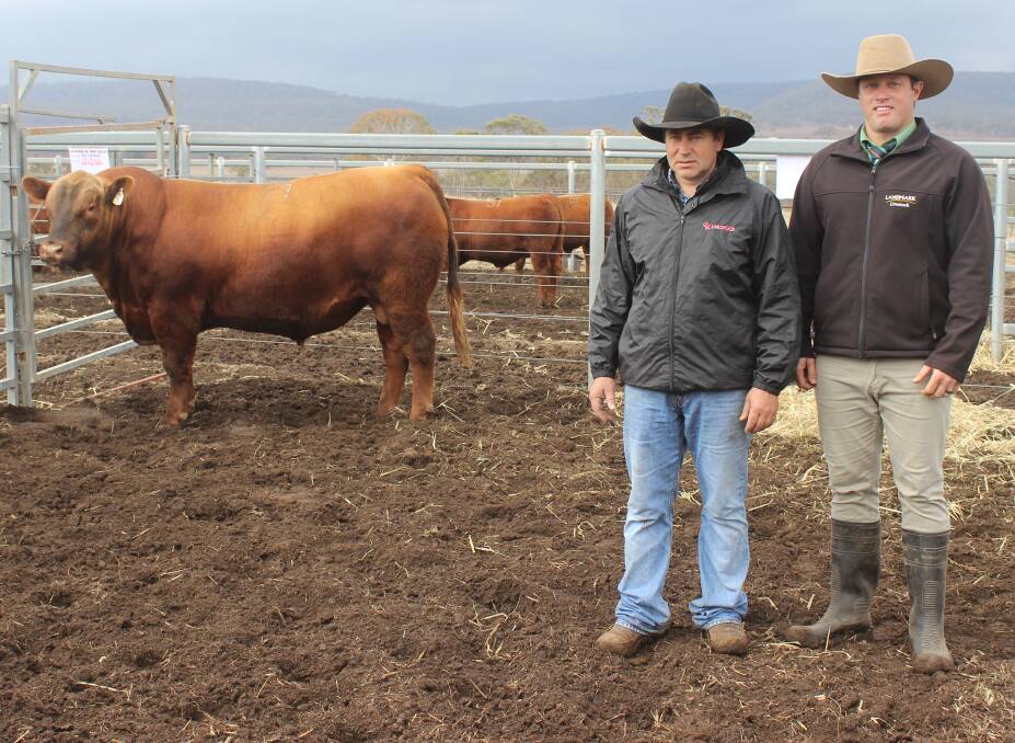 GK Red Mutual Fund M34 sold for a top price of $8500 on behalf of GK Livestock and is pictured with vendor Gavin Iseppi, and Andrew Costello, Landmark, who operated on behalf of northern clients Philip and Tania Curr, Arizona Station, Julia Creek.