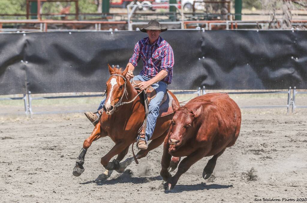 Springsure competitior Peter O'Neill astride A Boy Named Sue win the 2020 Condamine Bell Black Toyota open campdraft. Picture: Sue Waldron