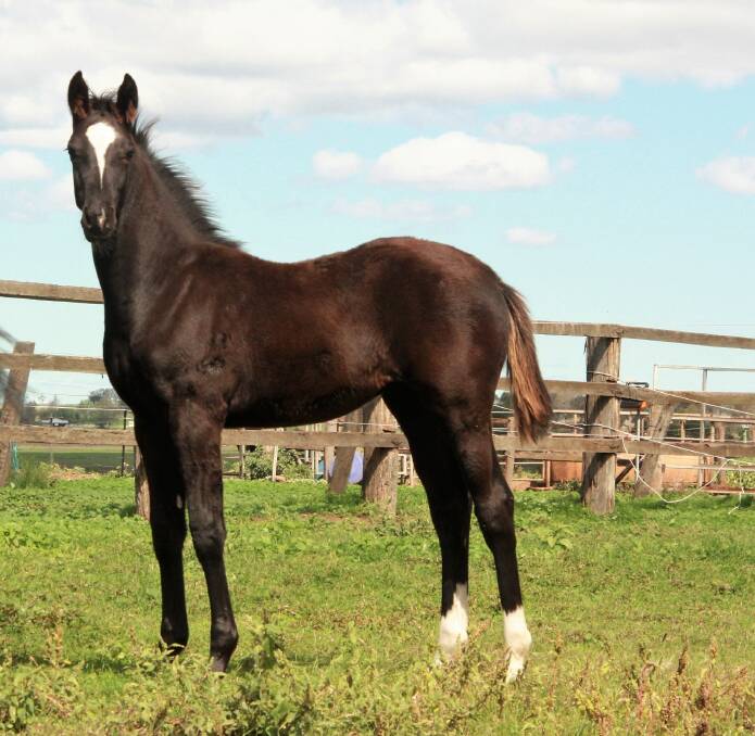 What a beauty: Finch Farm Capurina is sired by Calgary GNZ a Holsteiner stallion which was bought in utero, out of an unraced Australian thoroughbred mare named Ruthdale. (Diatribe/Centaine/Twig Moss). Picture: Supplied.