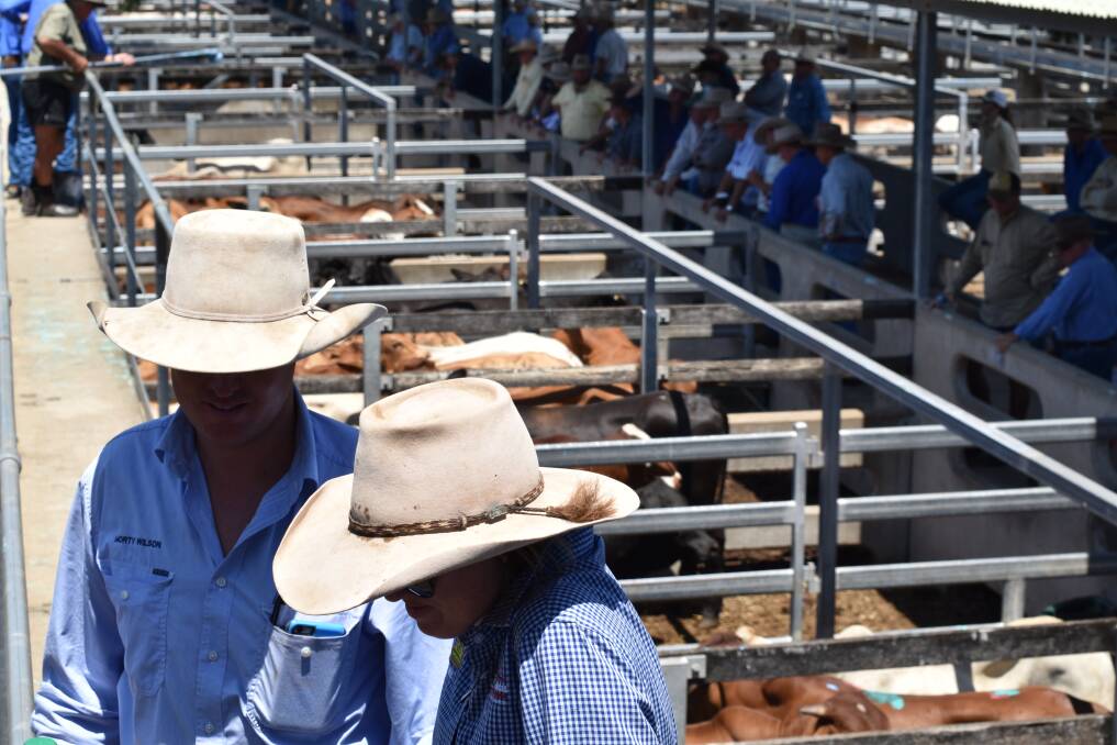 Visitors to Beef 2018 will take a first hand tour of the Central Queensland Livestock Exchange, at Gracemere. 