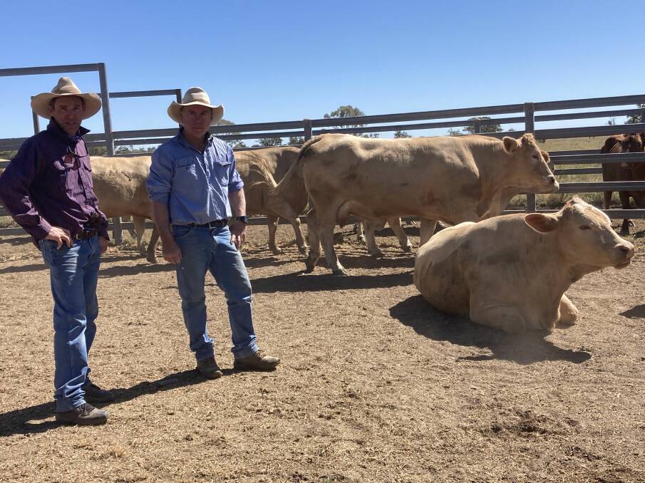 Peter Scott, manager of Mineeda at Blackall, with Simon Daley looking over their red factor Charoalis breeders. Picture Mym Daley. 