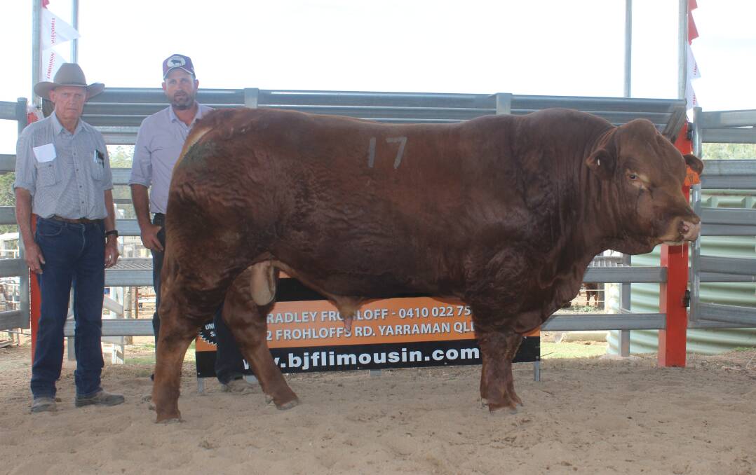 Commercial cattleman Laurence Hack, Alpha, and David Eagleson with Ulster 1 Peyton who sold for $27,000 at the BJF Limousin Invitational Sale near Yarraman. 