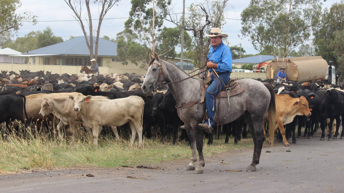 Boss drover Bill Little attended the consultation meetings in Longreach and in Brisbane. Picture Helen Walker