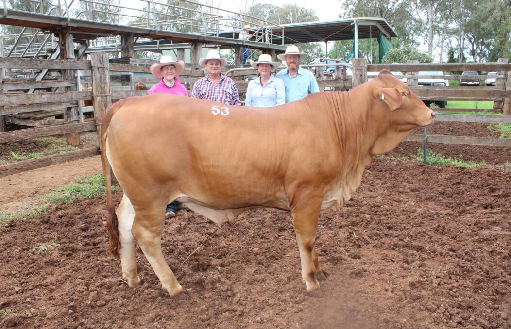 Wallace Vale Nadia sold for a top price of $11,500 by Roger and Jenny Underwood to Matt and Rebecca Brooks, Major Droughtmasters, Wivenhoe Pocket. Picture: Helen Walker. 