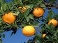Mandarins growing in the Burnett distirct. File picture.
