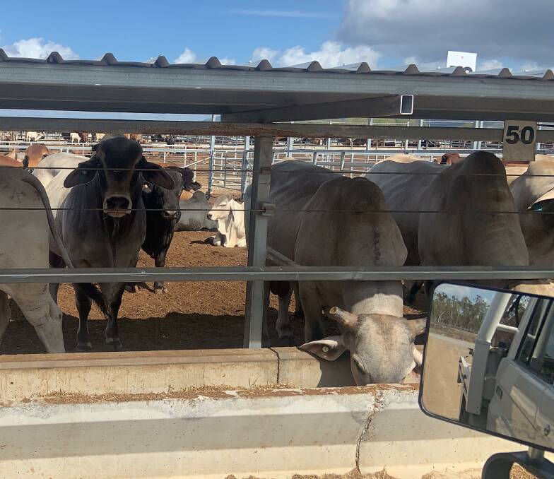 A line of of 2100 slaughter weight bulls left the Port of Townsville last week bound for the Vietnam market. Photo: Supplied