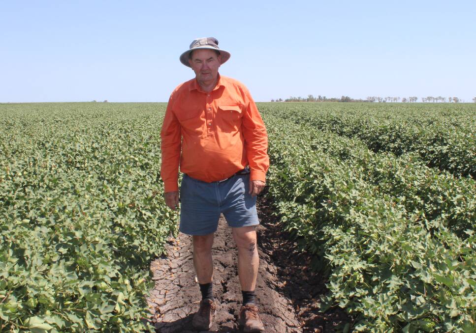 Brookstead farmer Lyn Brazil, Anchorfield, looks over his irrigated cotton, which has enjoyed three in-crop waters from his bore allocation.