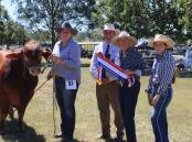 The supreme exhibit of the 2023 Droughtmaster Futurity was Kenview Gunner (P) exhibited by siblings Amy and Scott Davenport, and held by Amy, with judge Anthony Ball, Margaret Wilson, Truvalle, Blackbutt and associate judge Amy Wheeler. Picture Helen Walker. 