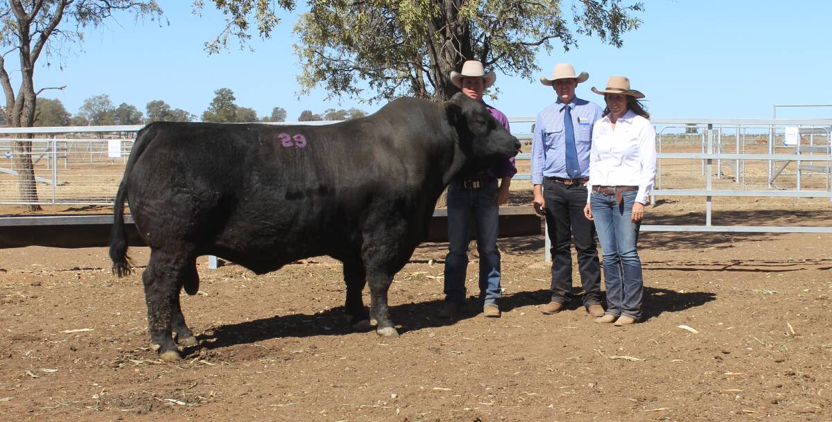 Sale topper: Elite Nitrous with stud principals Glen Waldron and Kim Groner and GDL auctioneer Anthony O'Dwyer (centre). 