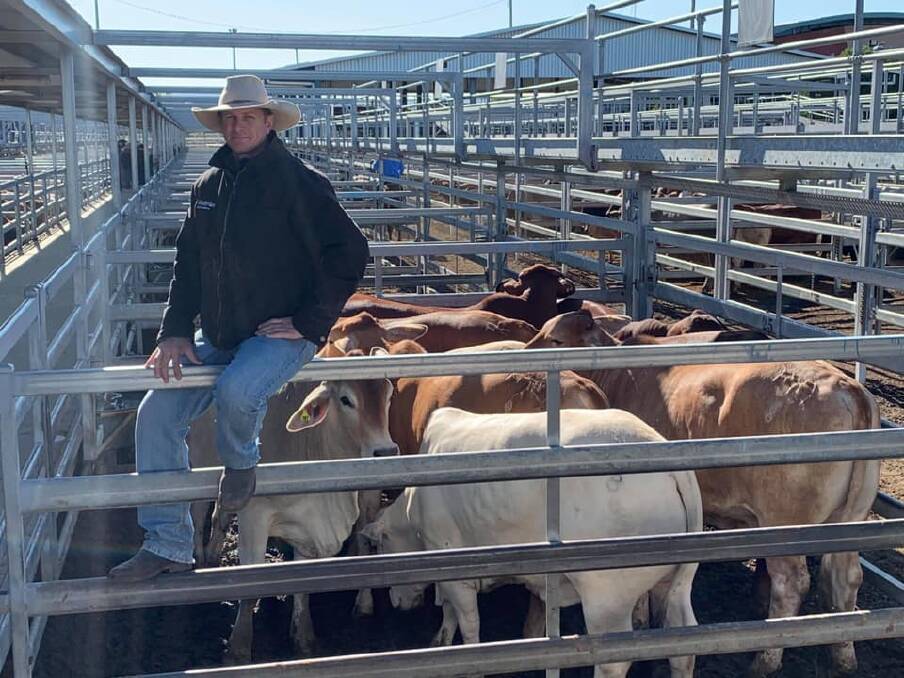 Lindsay Lobwein, Nutrien Ag - Rockhampton, picture with 26 Brahman steers averaging 510kg to make 365c/kg or $1849/head.