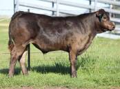 Shakriba Partnership topped the steer section with a black Limousin Murray Grey cross steer Shakriba Upstage 75 who weighed 337 kilograms and sold for at $4200. Picture supplied.