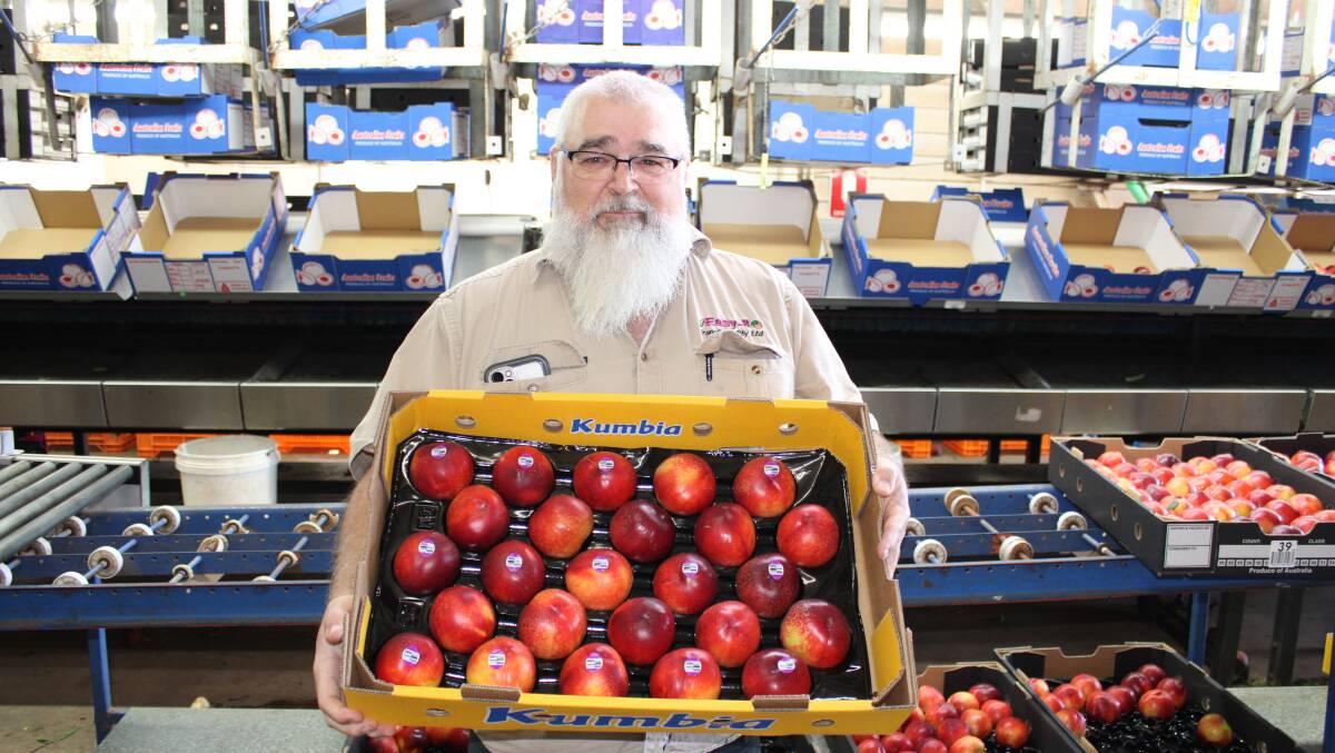 Shane Francis, Easy 8 Orchard, Kumbia with a tray of Sunec 21 variety nectarines ready for market. Pictures: Helen Walker