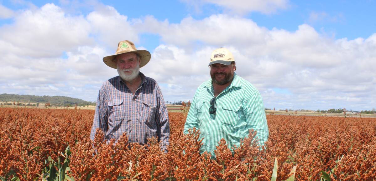 Raymond Charles and his son Jason, Wyndella, Cambooya in their Pacific Seed's Halifax variety, which will be ready for harvest in the coming weeks. Picture Helen Walker.