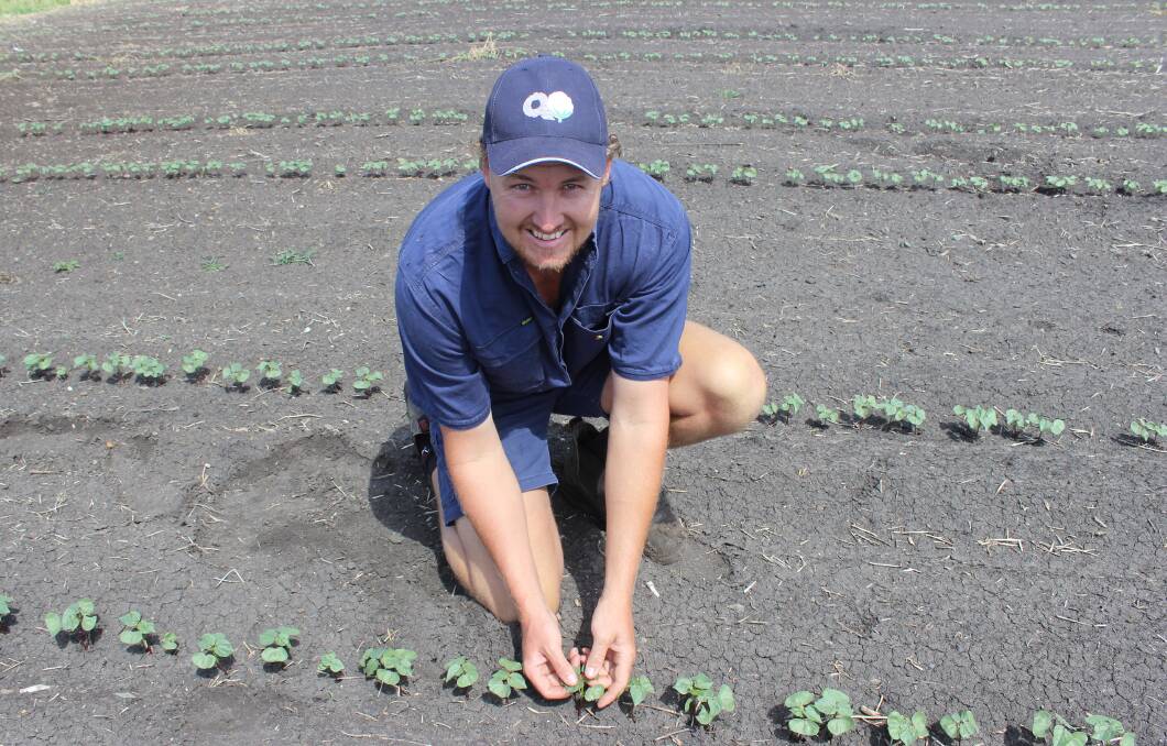 Cotton grower Lachlan Nass, Leahaven, Jondaryan, is happy with how is cotton crop is progressing so far, given the challenging start to the season.