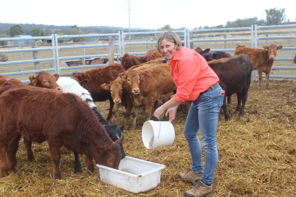 Andrea Luck feeds out pellets to the calves who have just been weaned at Bannock Brae Meats, Meringandan. Picture: Helen Walker 