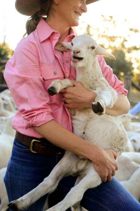A typical Australian White lamb.