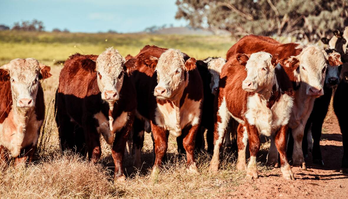 The proposed bill could force farmers to cut the number of livestock they own and dictate what landholders can do with their land. Picture: File