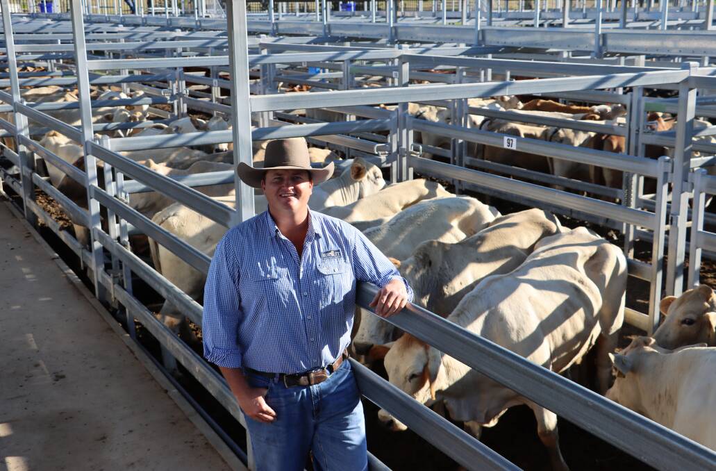 Burnett Livestock and Realty's James Cochrane with Charbray cows on account of Capricorn Estates, Brooweena, which sold for $1746/head. 
