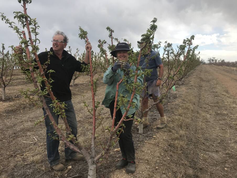 Traprock strippers: John Paton, Bridget Ryan and Phil Davies helped strip the fruitlets from the stone fruit trees at the Traprock Orchard. Picture - supplied.
