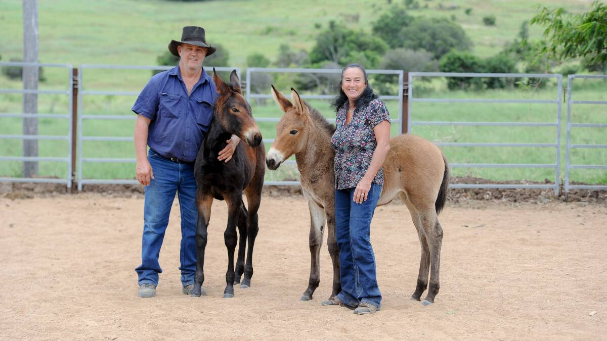 David and Di Scholl with the first two of their mule foals bred by their imported jack, Moses. 