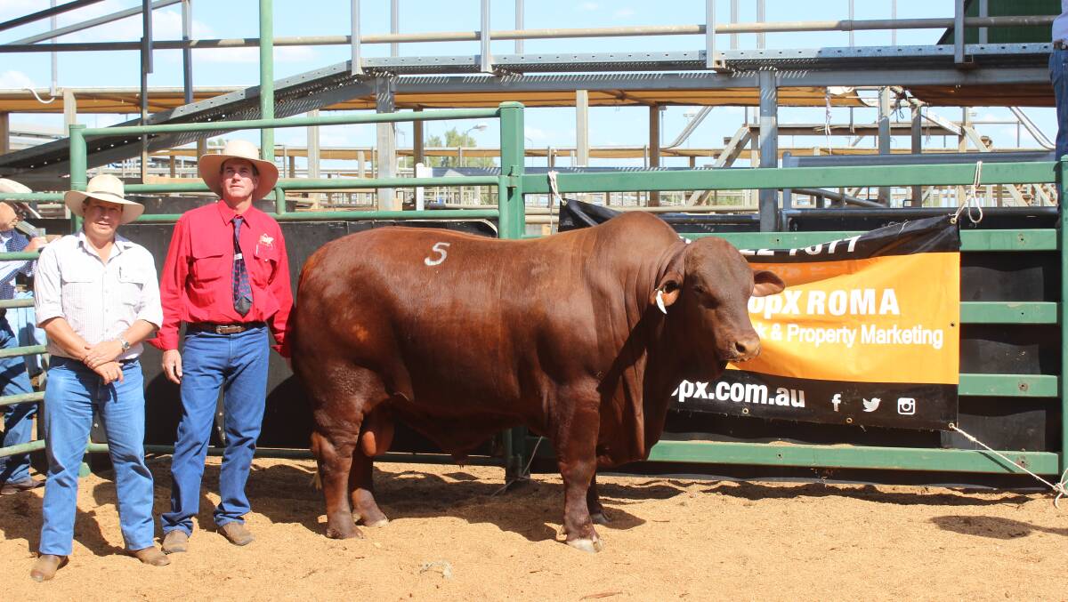 Buyer of the top price bull Matthew Wainwright, Bremervale Santa Gertrudis Stud, Warwick, with Malcolm Gadsby, Talgai Santa Gertrudis Stud, and Talgai Meat Maker (P) who sold for $16,000.
