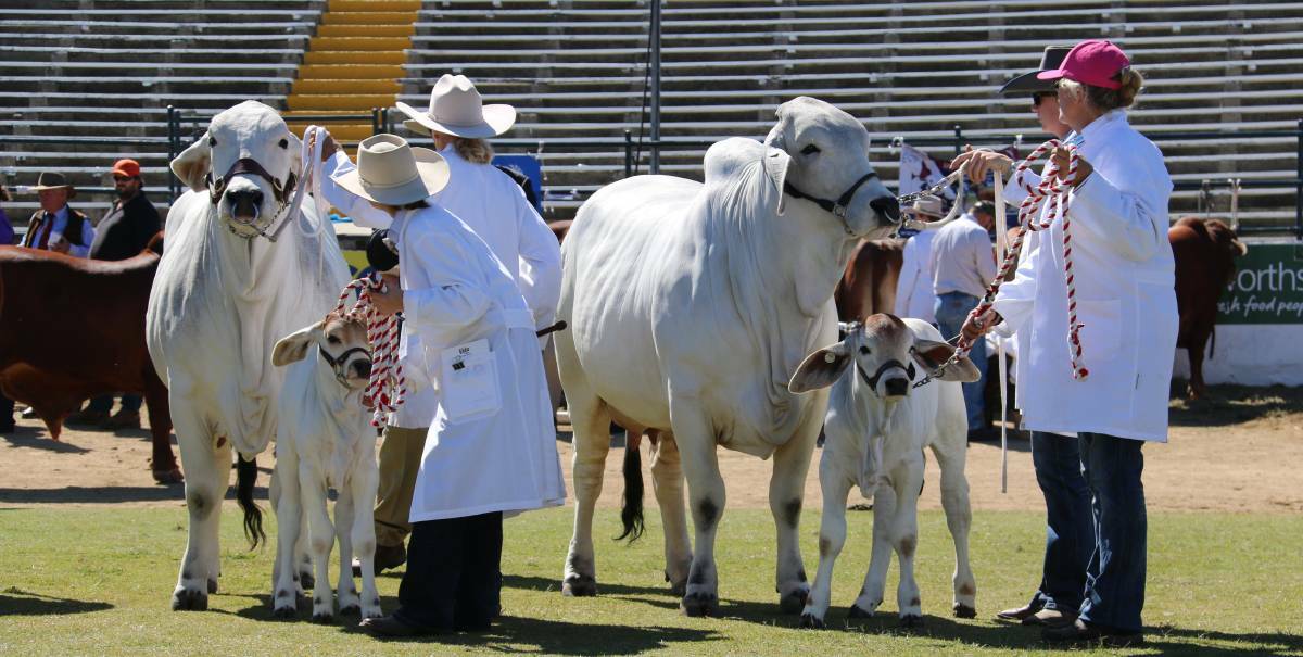 The Brahman breed will be the feature breed of this year's Ekka and they will be 117 entries exhibited. 