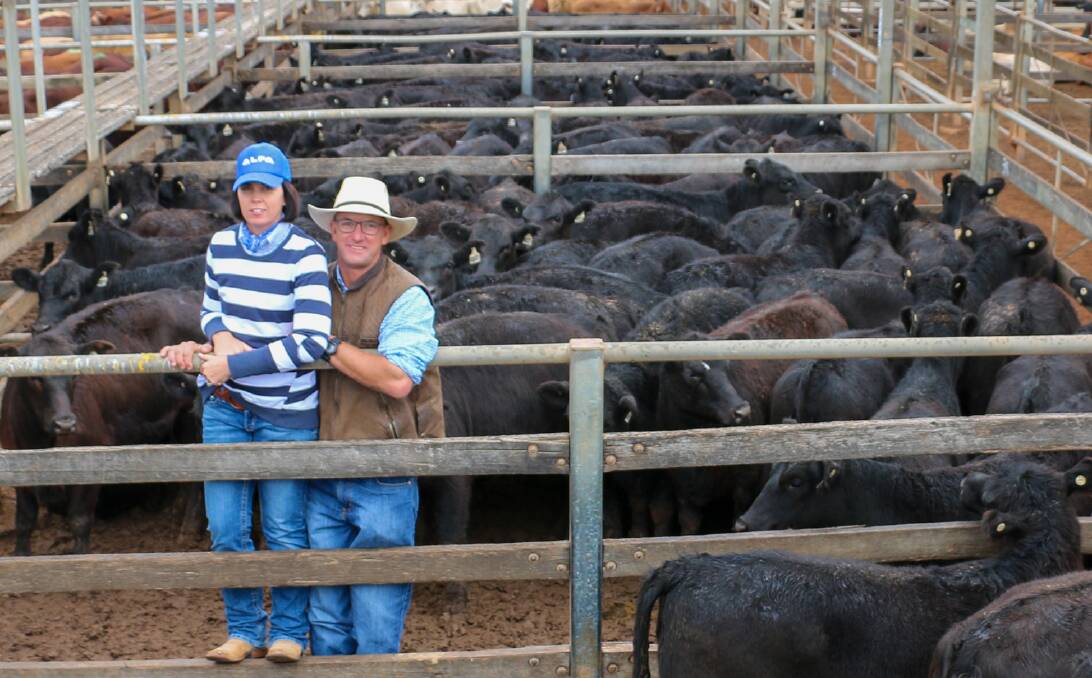 Julie and Jeremy Show, JS Grazing, Injune created a new record selling a line of 180 Angus heifers to a top of 894c/kg at the Roma Saleyards. Photo: Maranoa Regional Council