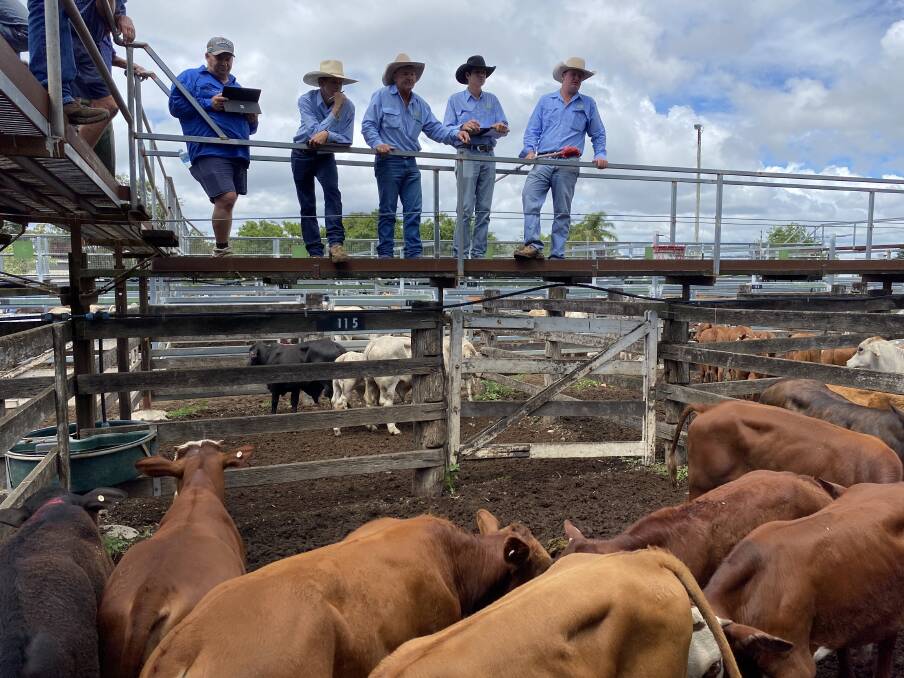 Aussie Land and Livestock's Josh Steinhardt, Midge Thomson, Aaron Randall and Corey Evans with a pen of Droughtmaster cross steers that made 686c/kg.