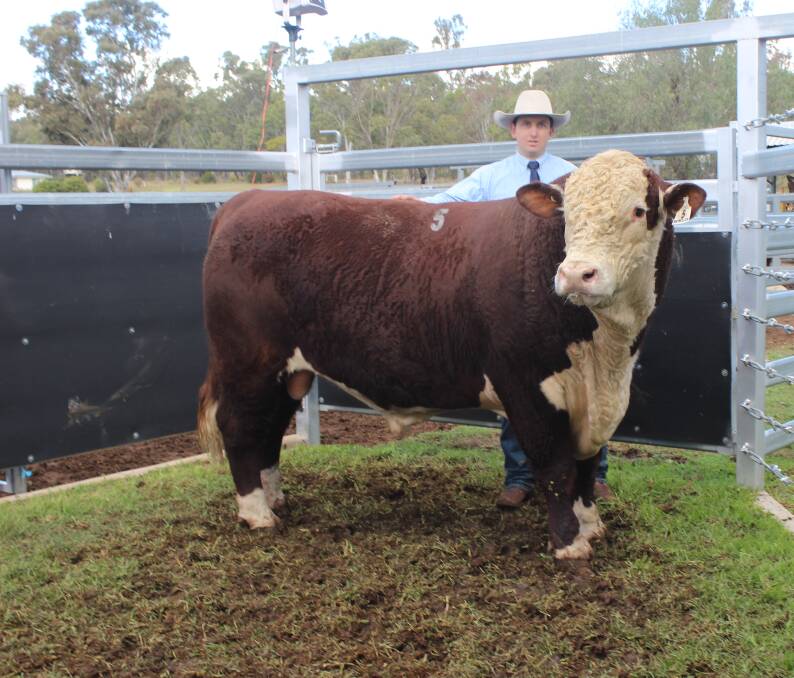 Patrick O'Leary, Remolea Poll Herefords, Clifton with the sale topper Remolea Ledger who sold for $14,000 to Robin Bruggemann, Warlana, Taroom.
