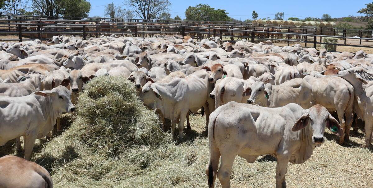 A line of Kenilworth Brahman No.0 weaner heifers with an average weight of 225 kilograms sold for an average price of 1034c/kg to return $2327/head at the Dalrymple Saleyards, Charters Towers. 