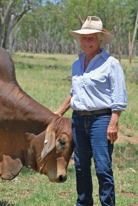 Annabelle Wilson, Sumari Plains Red Brahmans, Surat, sharing a moment with one of her beloved Brahmans. Picture: supplied