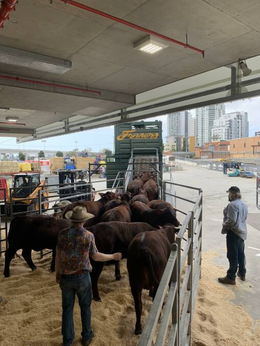 The Glenn Oaks fitting team load 84 Santa Gertrudis bull onto Frasers Livestock Transport after a brief sleep over at the RNA Showgrounds. Photo: Melissa Armstrong 