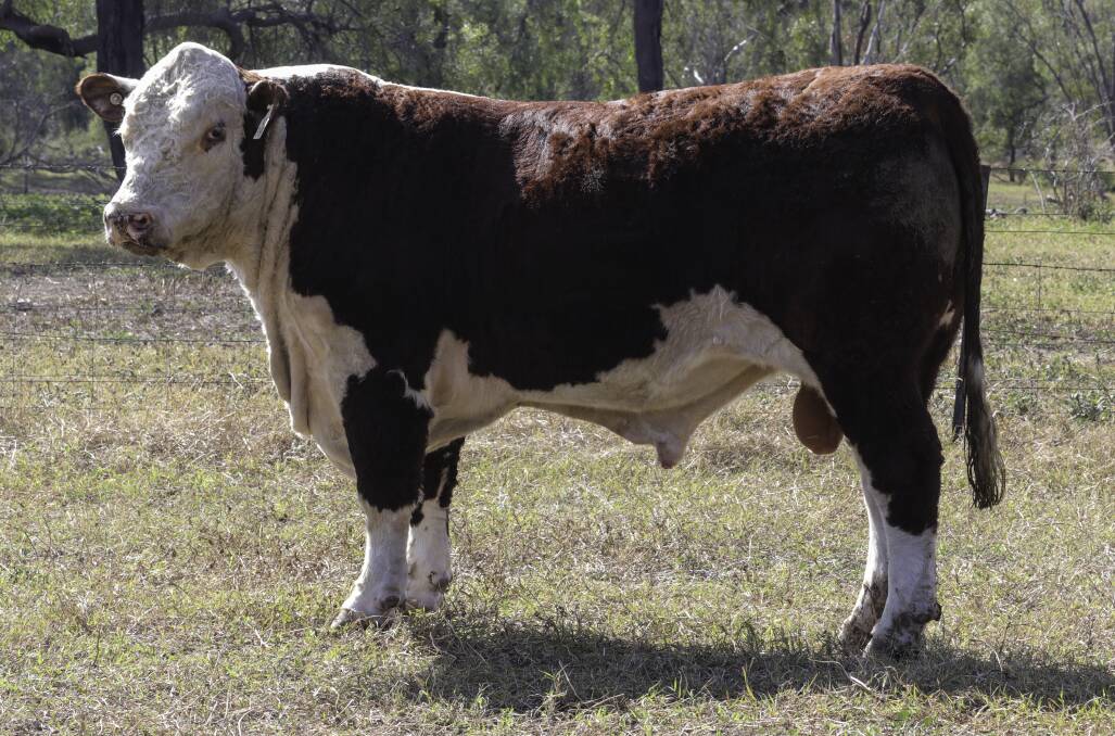 Bernie Hore, Rotherfield Poll Hereford stud, Holbrook, NSW, paid $20,000 for Merawah Mainframe P084, a 940kg son of Koanui Techno 3062. 