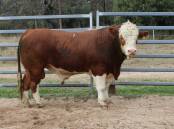 Top priced lot at the Lucrana on-property bull sale was Lucrana Revolution (P) who sold for $30,000 to John and Tara Summa, Emoh Ruo, Middlemont. Pictures Helen Walker. 