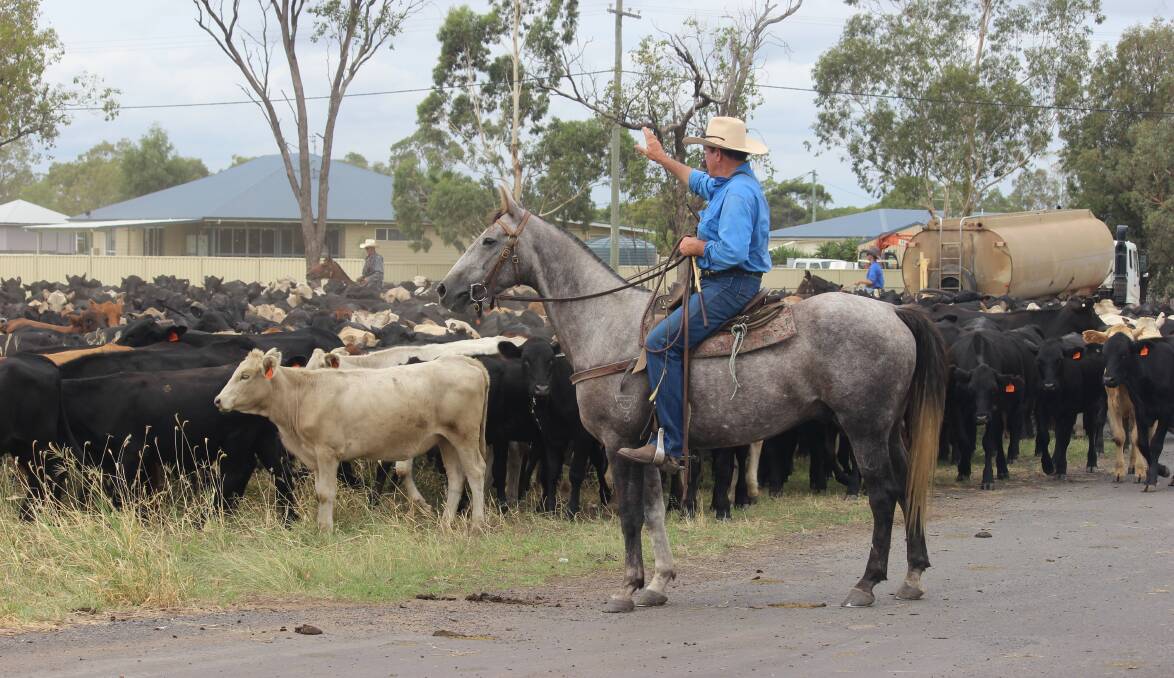Hold em: The Georgina Pastoral heifers making their way across the Moonie Highway to access the Dalby Saleyards. Pictures: Helen Walker 