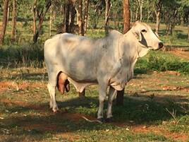A Brahman cow in the Calf Watch project with severely enlarged udders known as bottle teats, observed days after calving.