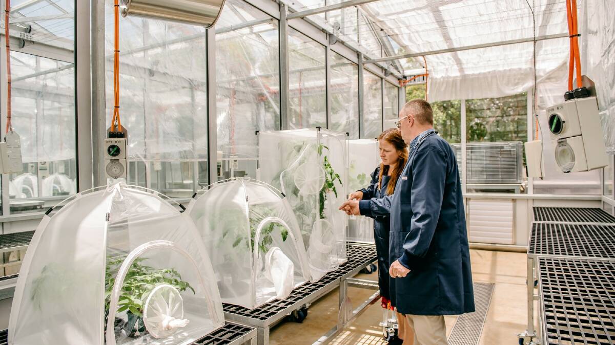  Dr Bree Wilson and Professor Gavin Ash in the glasshouses to be used for pre-breeding programs for wheat and chickpeas. Picture: USQ Photography