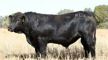 Fairview Rembrandt R126 sold under a Helmsman sale for $26,000 to the Handley family. Picture Fairview Black Simmentals Facebook. 