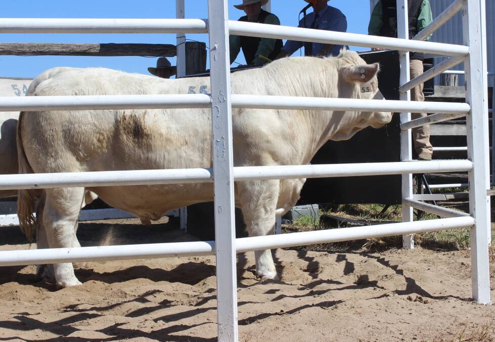 Sale topper: ANC Mardin (P), a son of ANC Huddle sold for $26,000 to Ian and Dell Price, Moongool Charolais, Yuleba. 