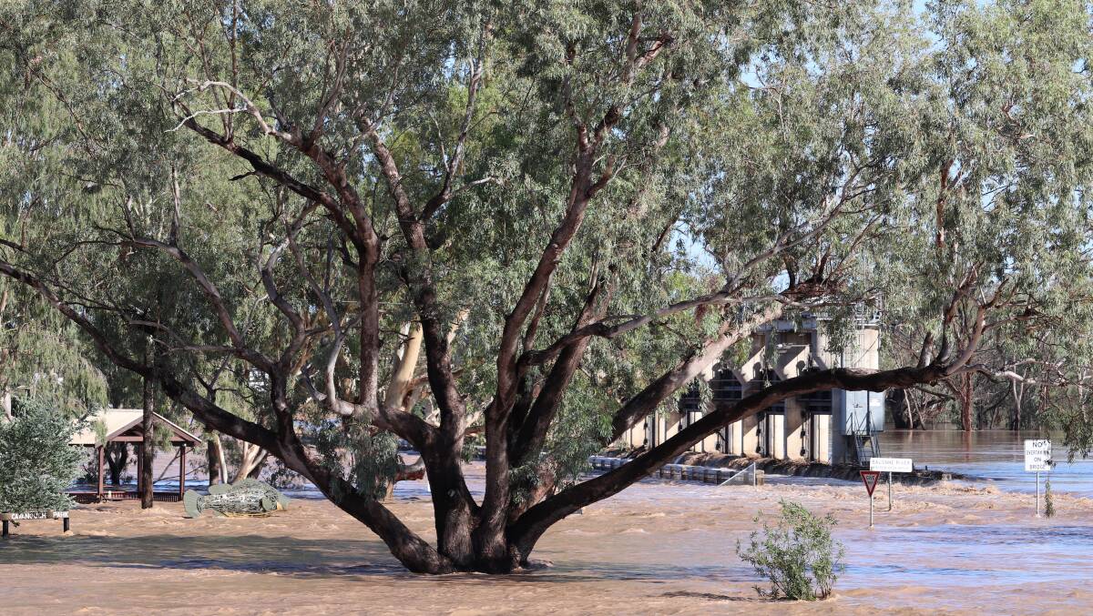 The Balonne River at St George taken by Outback Media and Marketing at 8am, before it peaked at 12.3m at 9am. Picture: Julie Davies. 